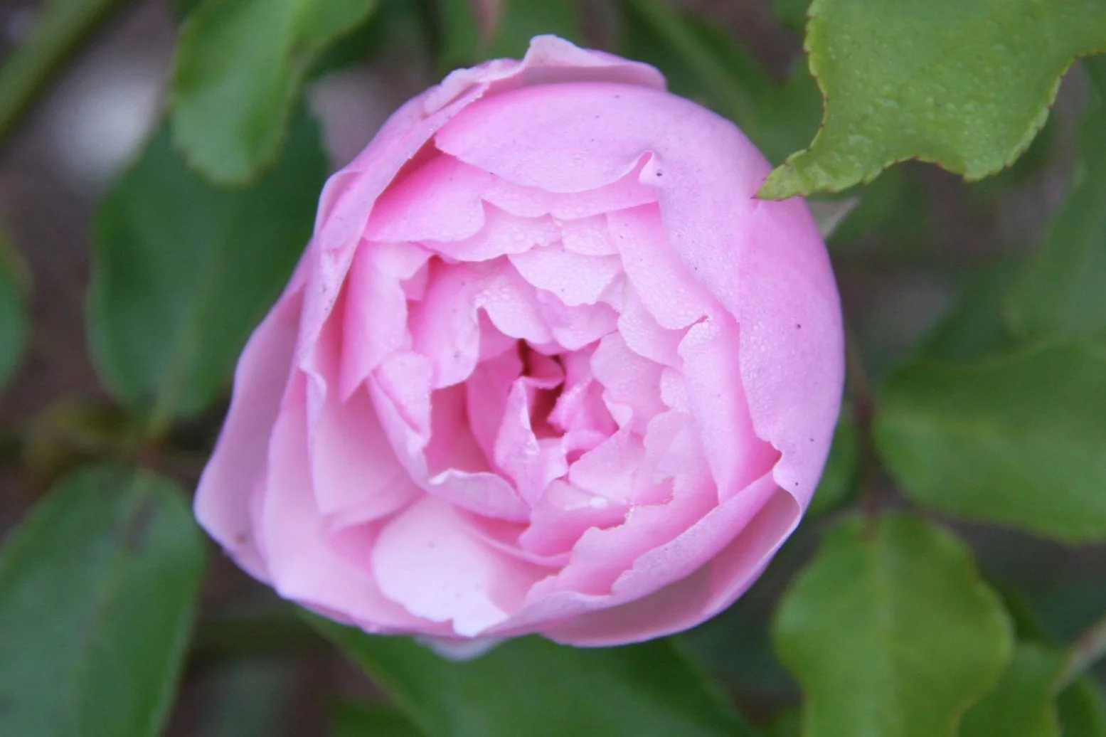 Rosie's Herb and Rose Farm